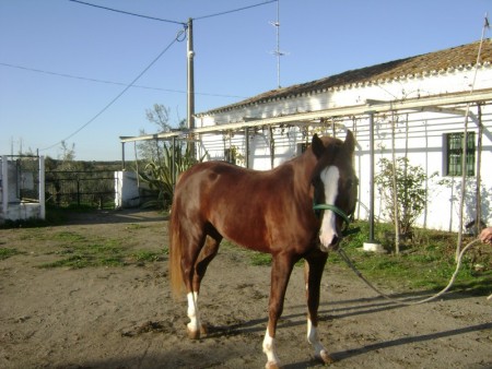Boris